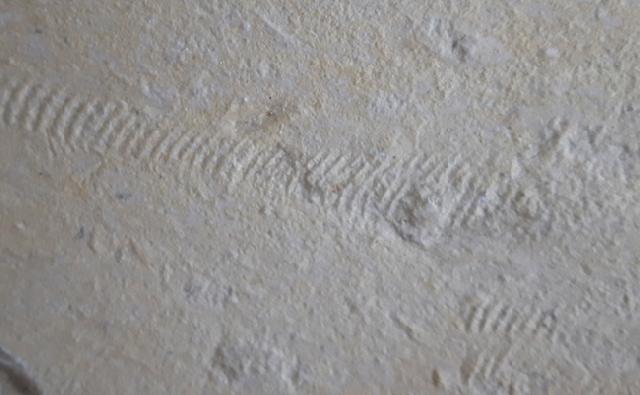 Rollspuren mehrer Ammoniten (Perisphinctes) - Bild &copy; FossNet FossilienStore